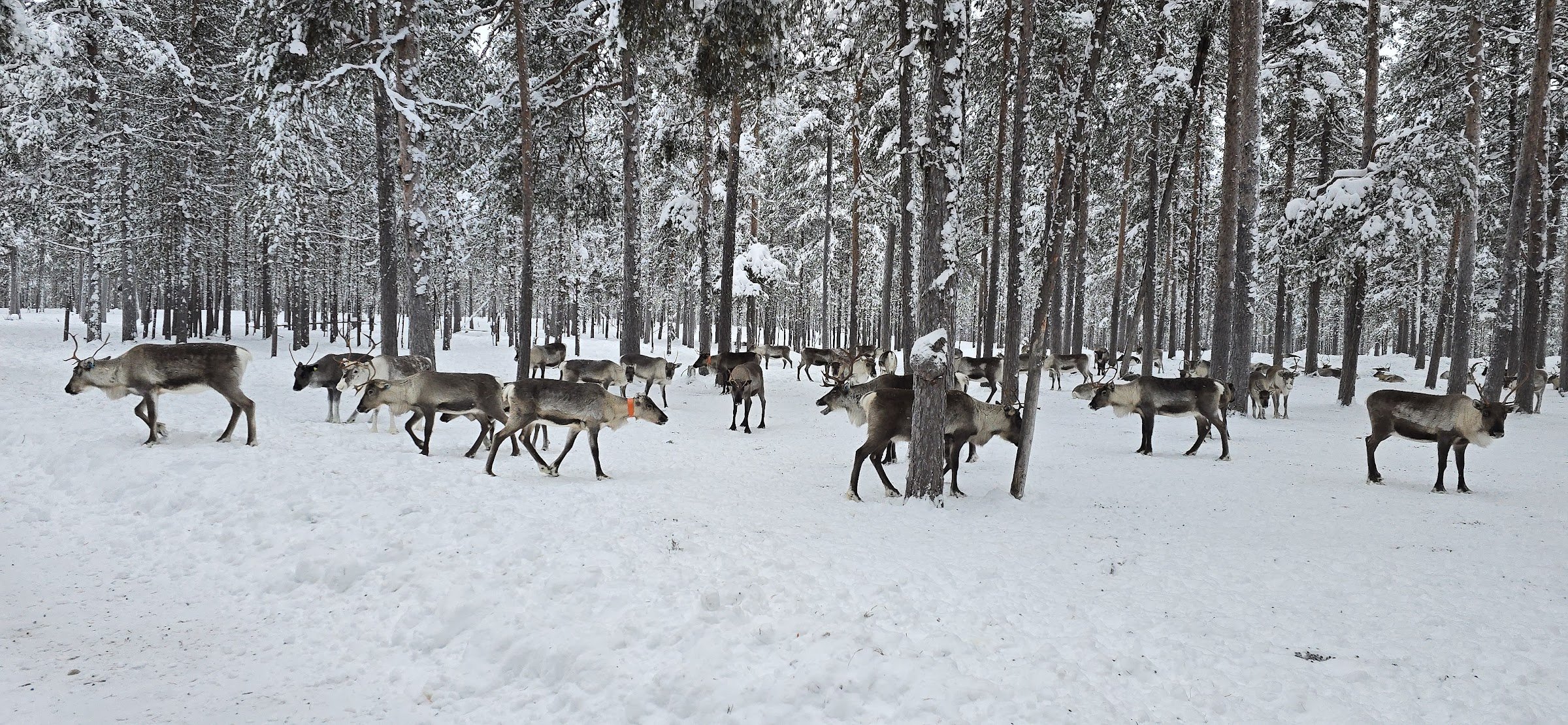 Reindeer Farm (Moskosel)